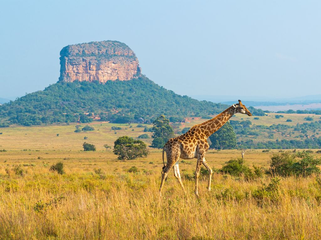giraffe in the savannah overlooking a lonely mountain